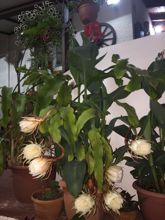 Estia Vasilis Manoli Apartman Ajía Nápa Kültér fotó